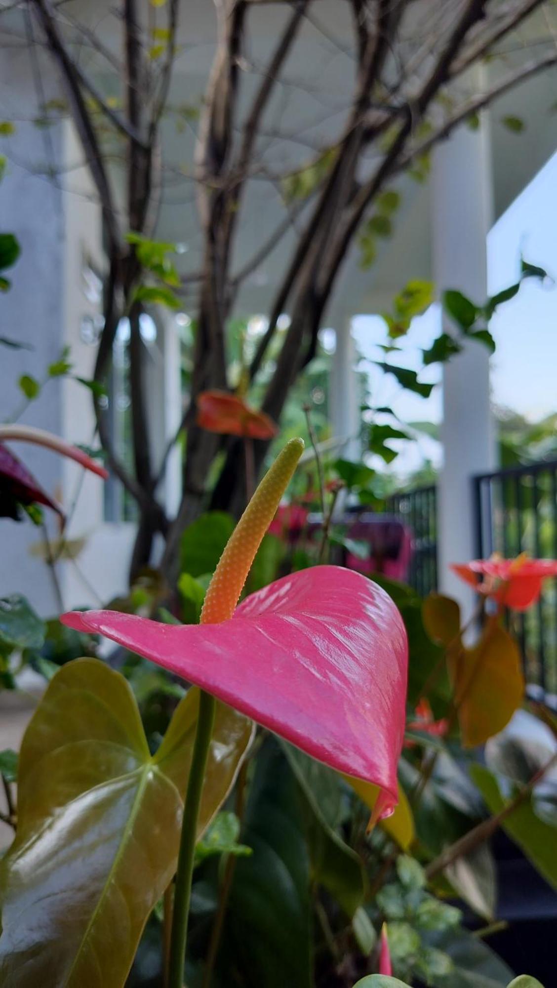 The Bliss Homestay Ella Exteriör bild